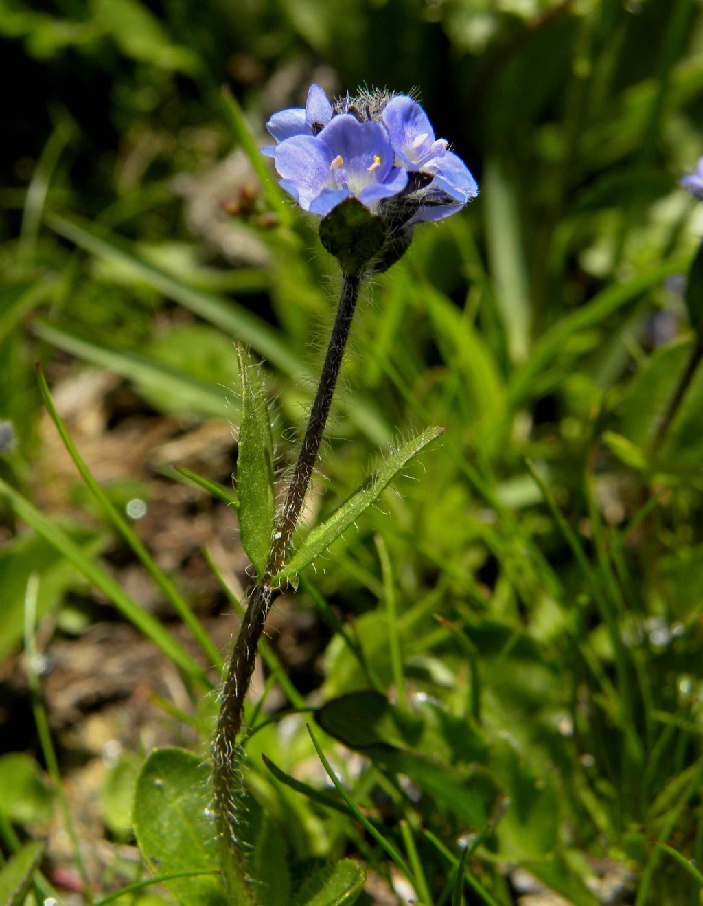 Veronica alpina